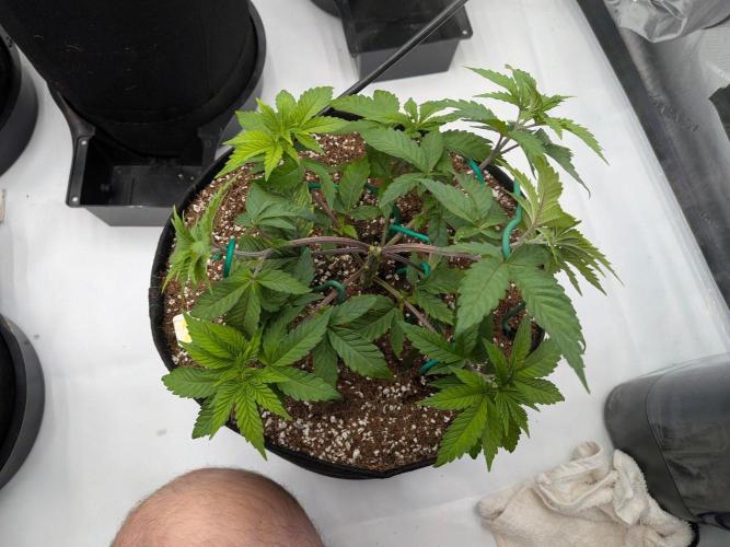 Clementine Slush #2. Week 6 - Week 6 - Day 42: Training is Going Well!