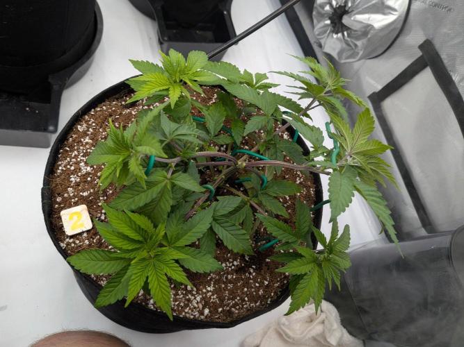 Clementine Slush #2. Week 6 - Week 6 - Day 42: Training is Going Well!