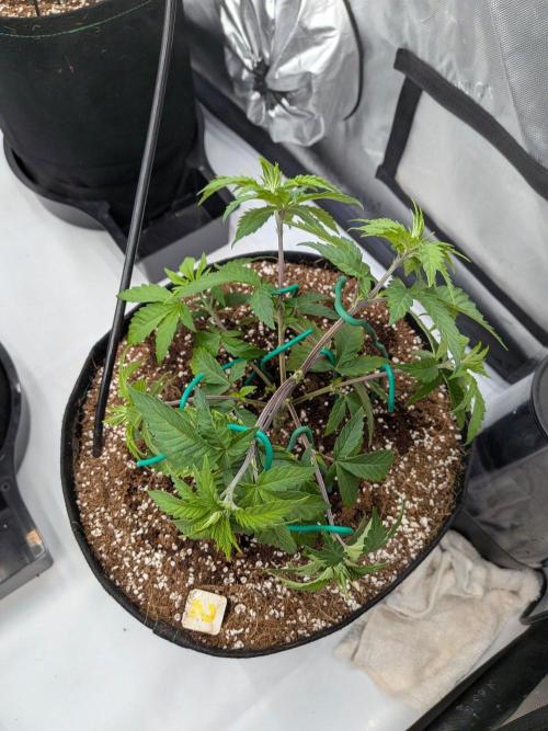 Clementine Slush #2. Week 6 - Week 6 - Day 41: Big LST
