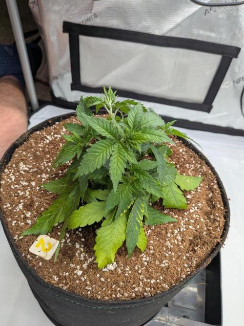 Clementine Slush #2. Week 6 - Week 6 - Day 40: Tight Structure
