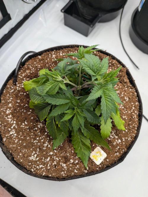 Clementine Slush #2. Week 6 - Week 6 - Day 40: Tight Structure
