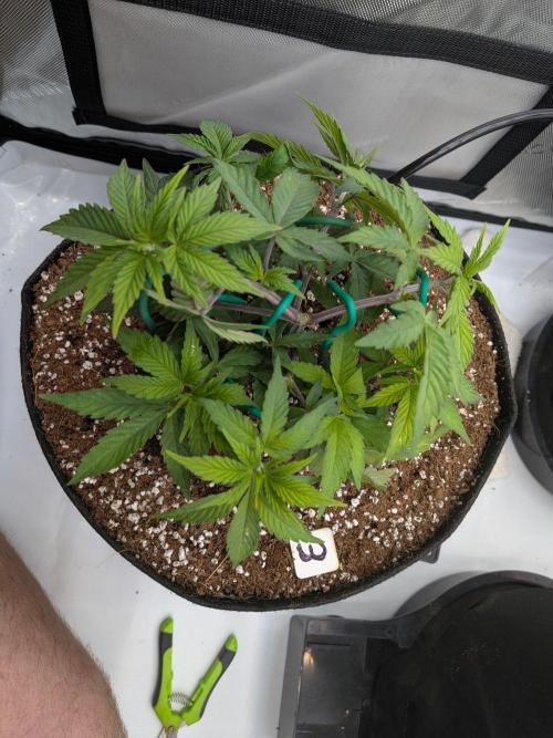 Clementine Slush #3. Week 6 - Week 6 - Day 42: Working that Canopy