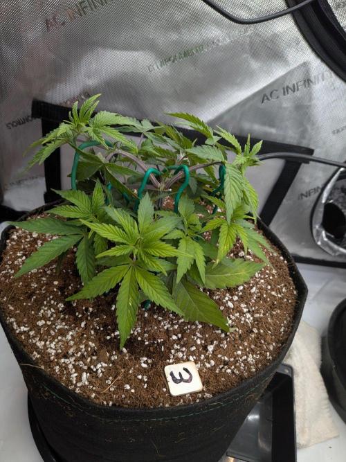 Clementine Slush #3. Week 6 - Week 6 - Day 42: Working that Canopy
