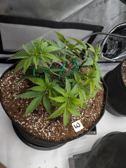 Clementine Slush #3. Week 6 - Week 6 - Day 42: Working that Canopy