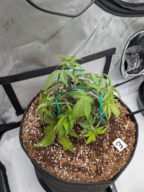 Clementine Slush #3. Week 6 - Week 6 - Day 41: Working that Canopy a Bit More
