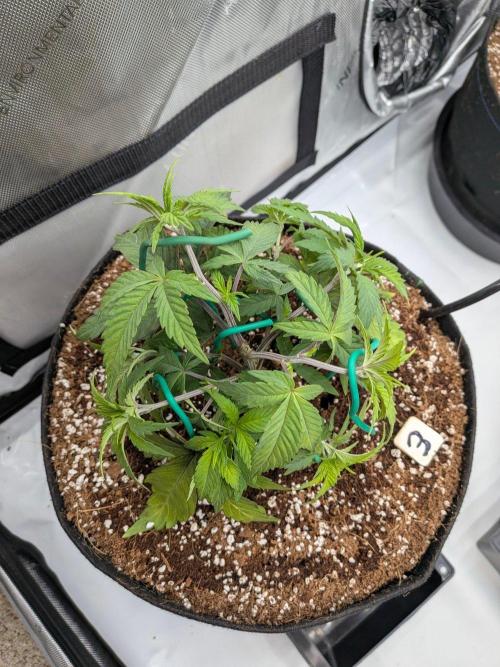 Clementine Slush #3. Week 6 - Week 6 - Day 41: Working that Canopy a Bit More