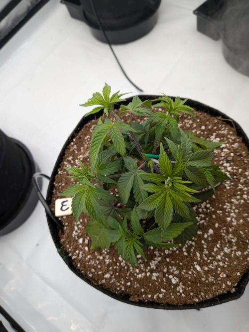 Clementine Slush #3. Week 6 - Week 6 - Day 39: Slight LST