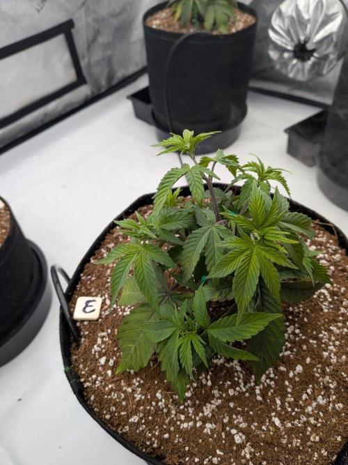Clementine Slush #3. Week 6 - Week 6 - Day 39: Slight LST
