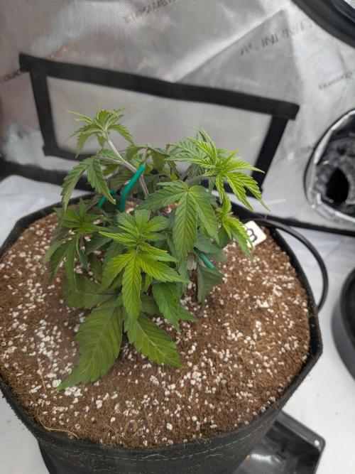 Clementine Slush #3. Week 6 - Week 6 - Day 39: Slight LST
