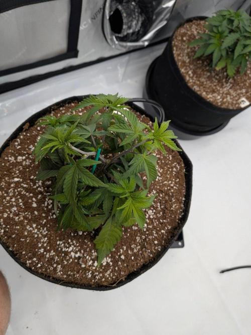 Clementine Slush #3. Week 6 - Week 6 - Day 39: Slight LST