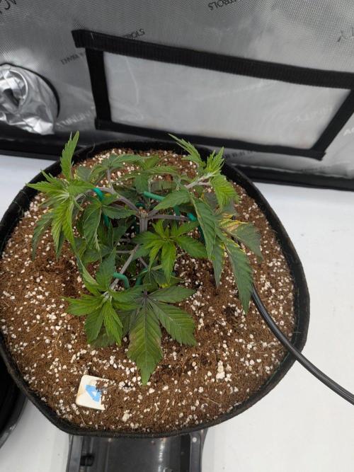 Clementine Slush #4. Week 6 - Week 6 - Day 42: LST