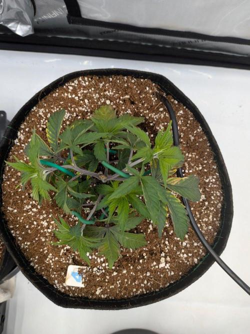 Clementine Slush #4. Week 6 - Week 6 - Day 42: LST