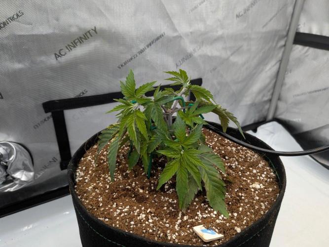 Clementine Slush #4. Week 6 - Week 6 - Day 42: LST