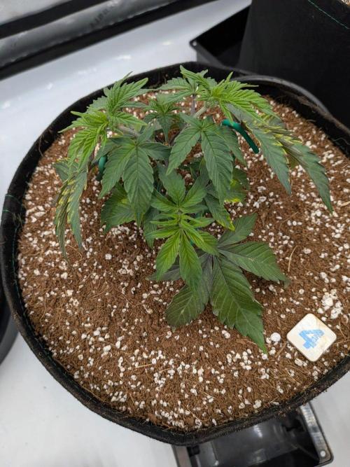 Clementine Slush #4. Week 6 - Week 6 - Day 39: Small Trim-up