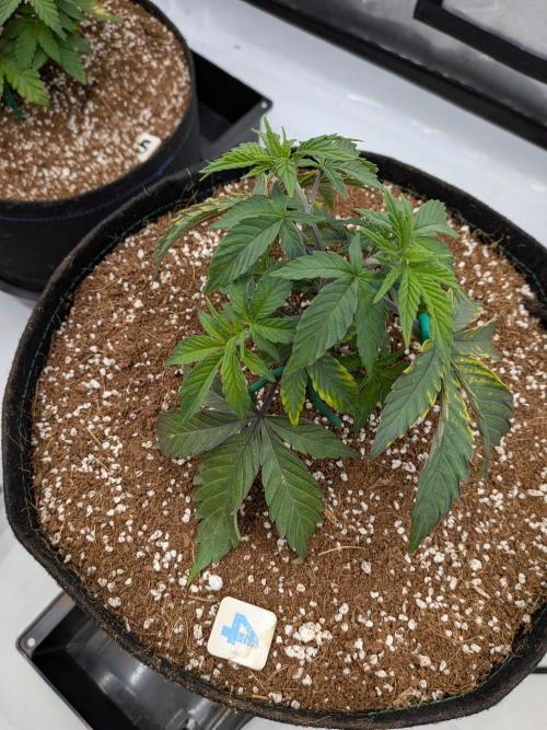 Clementine Slush #4. Week 6 - Week 6 - Day 39: Small Trim-up