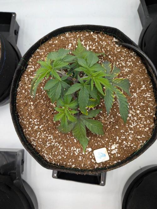 Clementine Slush #4. Week 6 - Week 6 - Day 39: Small Trim-up