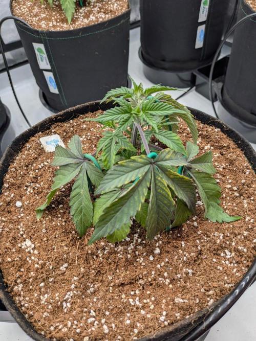 Clementine Slush #4. Week 6 - Week 5 - Day 35: Two Heads Looking Solid