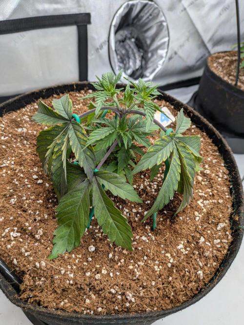 Clementine Slush #4. Week 6 - Week 5 - Day 35: Two Heads Looking Solid