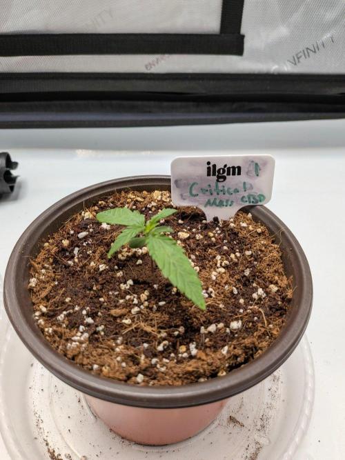 Critical Mass CBD Auto #1. Week 1 - Week 1: Day 7: Looking Solid