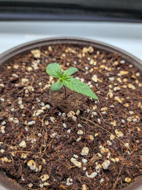Critical Mass CBD Auto #1. Week 1 - Week 1: Day 5