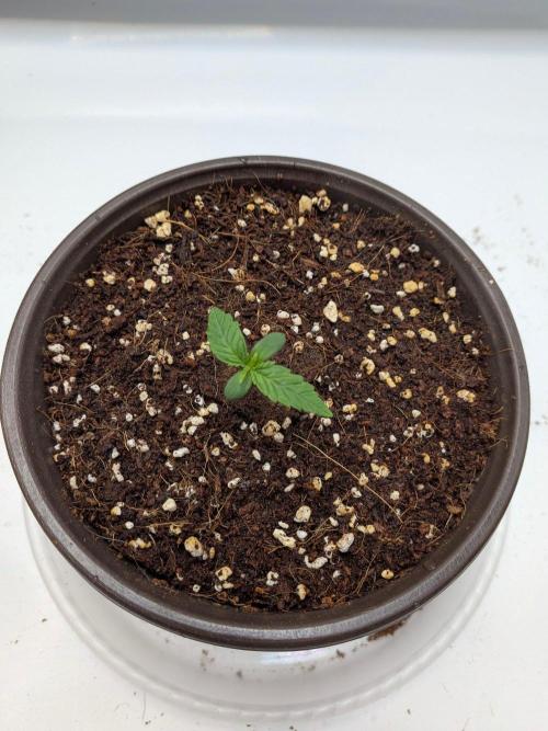 Critical Mass CBD Auto #1. Week 1 - Week 1: Day 5