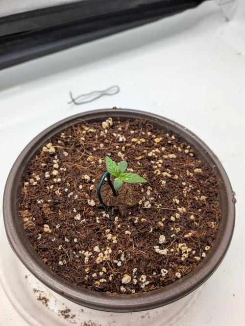 Critical Mass CBD Auto #1. Week 1 - Week 1: Day 3