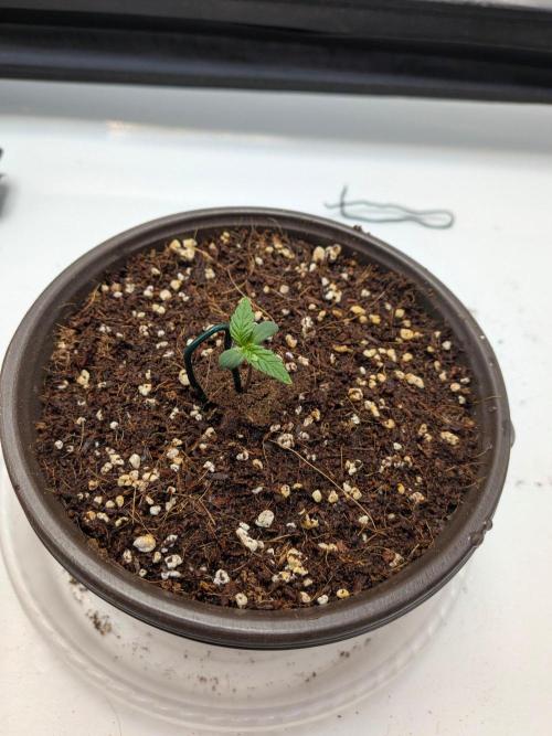 Critical Mass CBD Auto #1. Week 1 - Week 1: Day 3