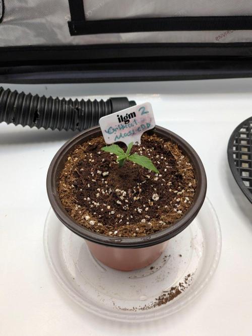 Critical Mass CBD Auto #2. Week 1 - Week 1: Day 6 - Going Strong