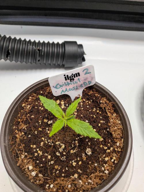 Critical Mass CBD Auto #2. Week 1 - Week 1: Day 7 - Great Start!