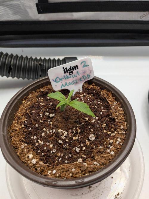 Critical Mass CBD Auto #2. Week 1 - Week 1: Day 6 - Going Strong