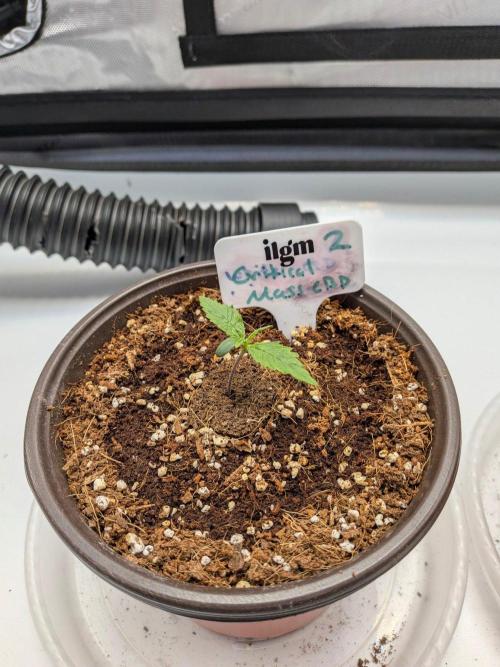 Critical Mass CBD Auto #2. Week 1 - Week 1: Day 4 - 200 ml water