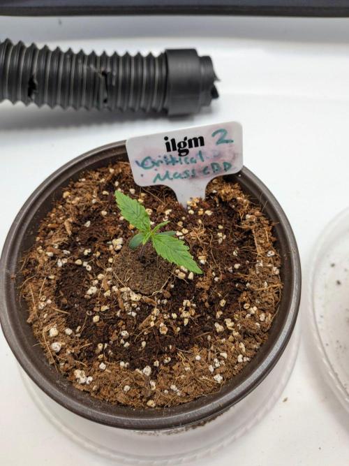 Critical Mass CBD Auto #2. Week 1 - Week 1: Day 4 - 200 ml water