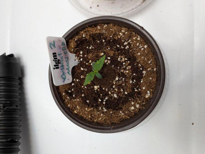 Critical Mass CBD Auto #2. Week 1 - Week 1: Day 4 - 200 ml water