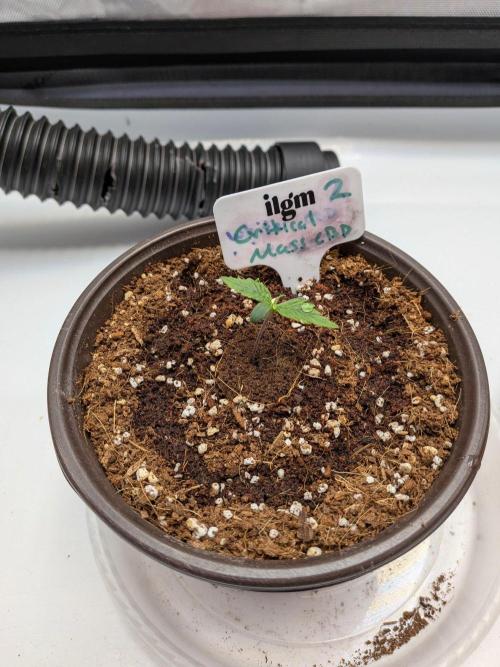 Critical Mass CBD Auto #2. Week 1 - Week 1: Day 3