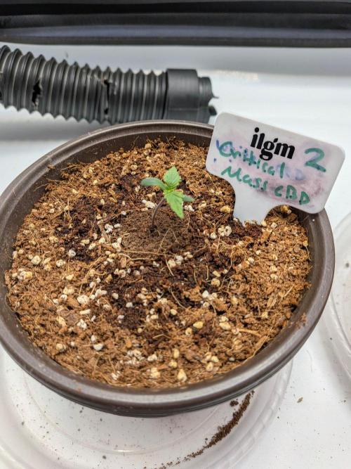 Critical Mass CBD Auto #2. Week 1 - Week 1: Day 3