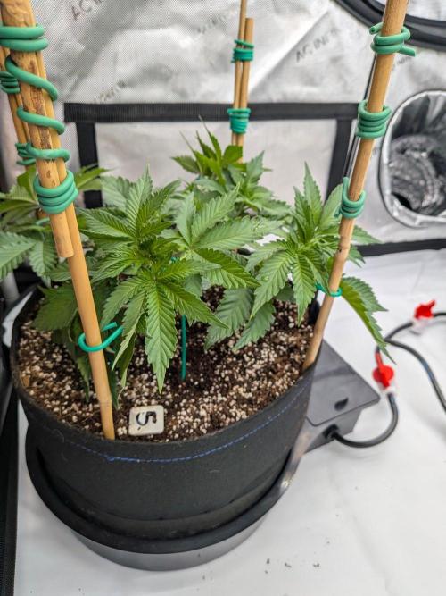Clementine Slush #5. Week 7 - Week 7 - Day 49: Working on Training, Canopy Management