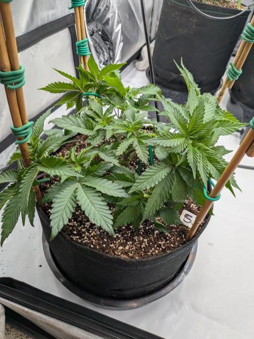 Clementine Slush #5. Week 7 - Week 7 - Day 49: Working on Training, Canopy Management