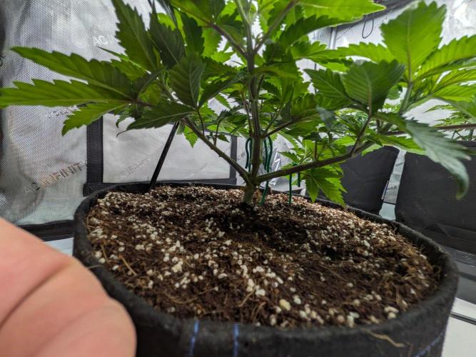 Clementine Slush #5. Week 7 - Week 7 - Day 49: All Trimmed Up