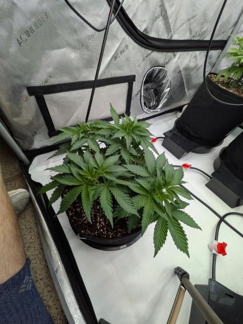 Clementine Slush #5. Week 7 - Week 7 - Day 49: Pre-Training