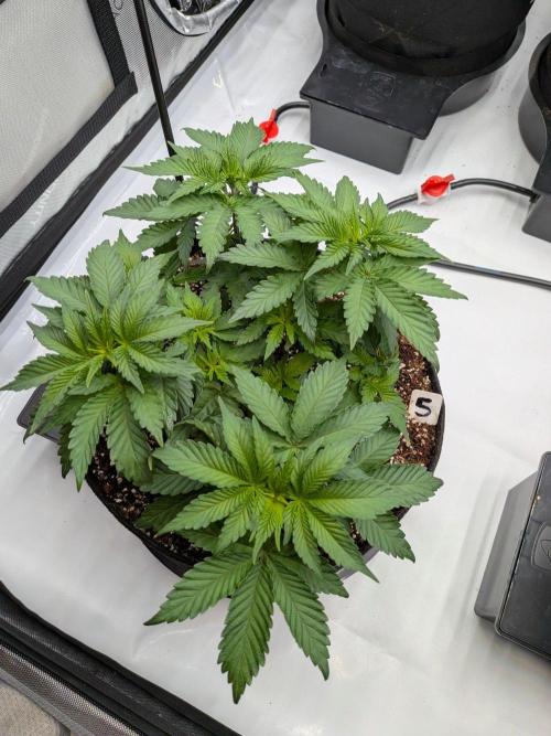 Clementine Slush #5. Week 7 - Week 7 - Day 48 Beautiful Bush