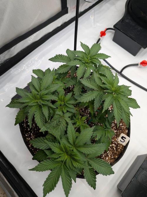 Clementine Slush #5. Week 7 - Week 7: Day 46 - LST