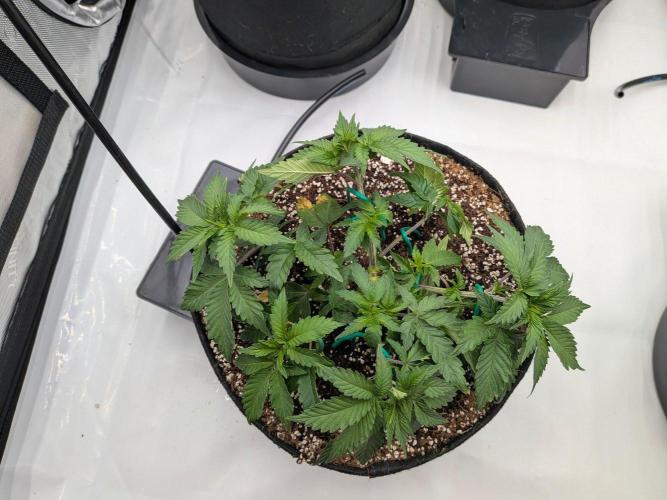 Clementine Slush #5. Week 7 - Week 7: Day 44 - LST