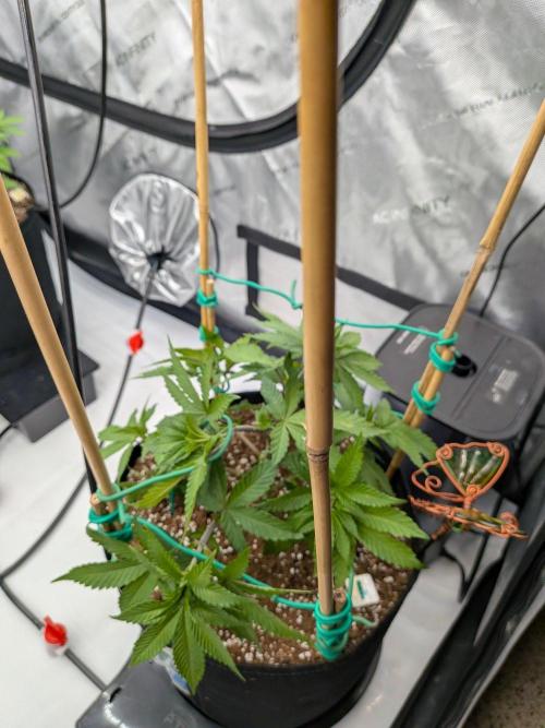 Clementine Slush #1. Week 7 - Week 7 - Day 49: LST with my Stakes and Wire