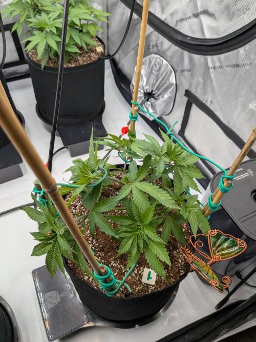 Clementine Slush #1. Week 7 - Week 7 - Day 49: LST with my Stakes and Wire