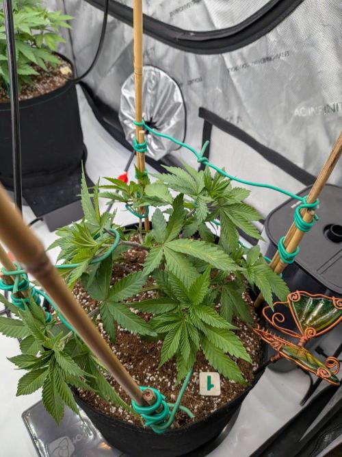 Clementine Slush #1. Week 7 - Week 7 - Day 49: LST with my Stakes and Wire