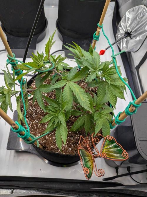 Clementine Slush #1. Week 7 - Week 7 - Day 49: LST with my Stakes and Wire