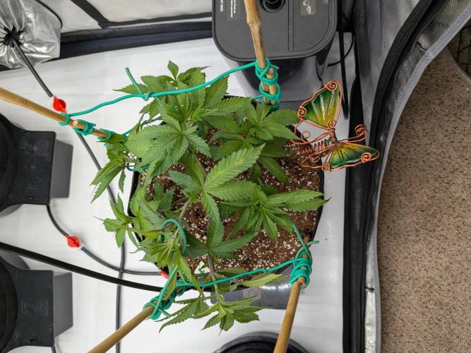Clementine Slush #1. Week 7 - Week 7 - Day 49: LST with my Stakes and Wire