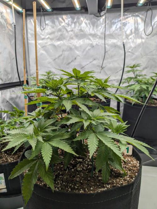 Clementine Slush #1. Week 7 - Week 7 - Day 49: Before my LST with Stakes and Wire