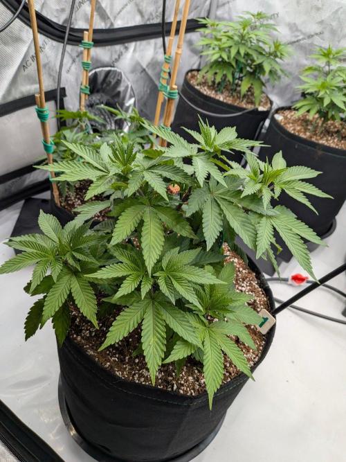 Clementine Slush #1. Week 7 - Week 7 - Day 49: Before my LST with Stakes and Wire