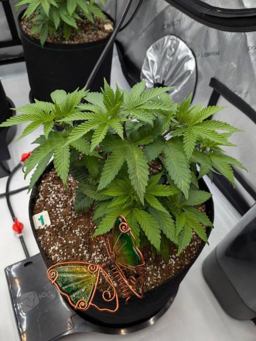 Clementine Slush #1. Week 7 - Week 7 - Day 48: Responding Great!